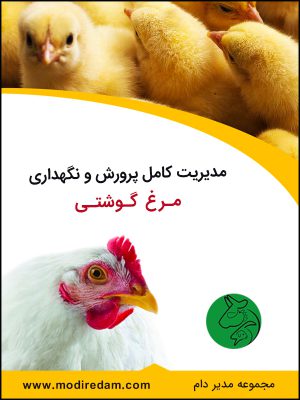 پرورش و نگهداری مرغ گوشتی