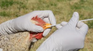 آموزش آنفولانزای پرندگان