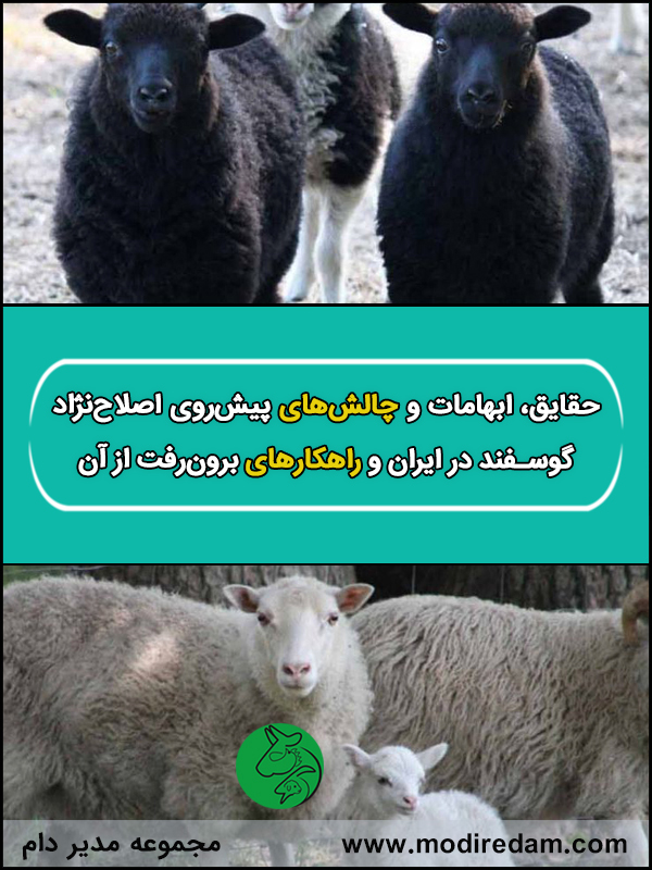 حقایق، ابهامات و چالش‌های پیش روی اصلاح نژاد گوسفند در ایران و راهکارهای برون رفت از آن
