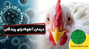 درمان بیماری آنفولانزای پرندگان