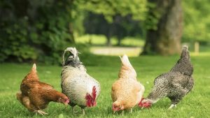 طرح توجیهی فنی و مالی پرورش مرغ تخمگذار بومی