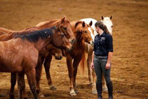بايد بدانيم‌ كه‌ تربيت‌ هر اسب‌ با اسب‌ ديگر متفاوت‌ و دارای راز و رمز خاصی است‌. ولی چهارچوب‌ كلی آن‌همين‌ اصول‌ اوليه‌ تربيت‌ اسب‌ است‌ كه‌ درباره‌اش‌ بحث‌ كرديم‌.