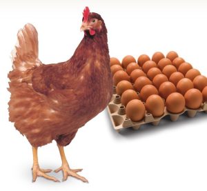 اصول و مبانی پرورش مرغ محلی تخمگذار
