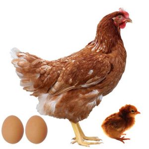 پرورش مرغ محلی تخمگذار