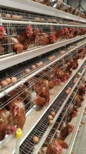 پرورش مرغ محلی در سیستم قفس 