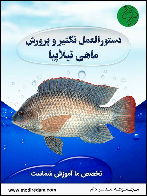 دستورالعمل تکثیر ماهی تیالپیا