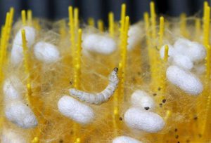 ک کرم ابریشم ماده قبل از مرگ خود حدود ۳۰۰ تا ۵۰۰ تخم به رنگ زرد کم رنگ تولید می کند.