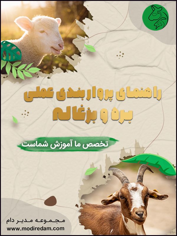 پرواربندی بره و بزغاله و تولید گوشت قرمز در ایران نقش مهمی در اقتصاد کشاورزی؛ خانواده‌های روستایی و تامین نیاز جامعه به گوشت قرمز دارد.