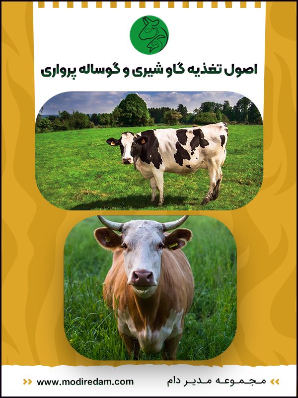 اصول تغذیه گاو شیری و گوساله پرواری