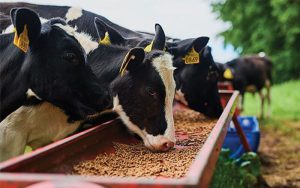 اهمیت تغذیه در پرورش گاو شیری 