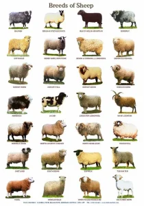 انواع نژاد گوسفندان ایرانی