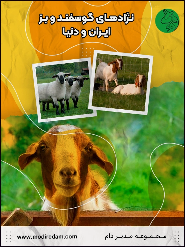 اطلس نژادهای گوسفند و بزهای ایران و جهان