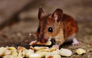 مبارزه با موش مهاحجم اراضی کشاورزی